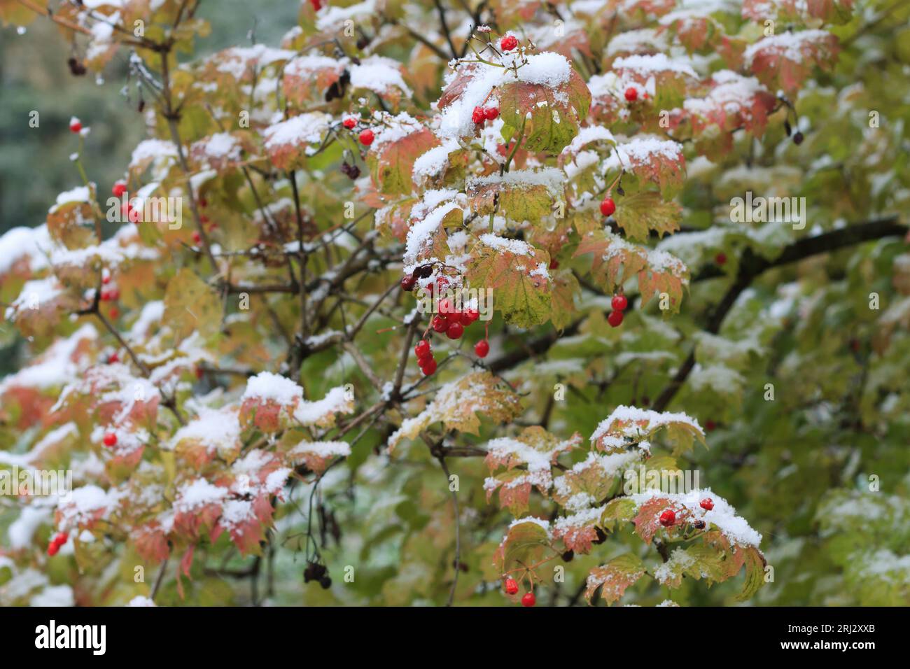 Red bunches of viburnum branches covered with the first winter snow ...