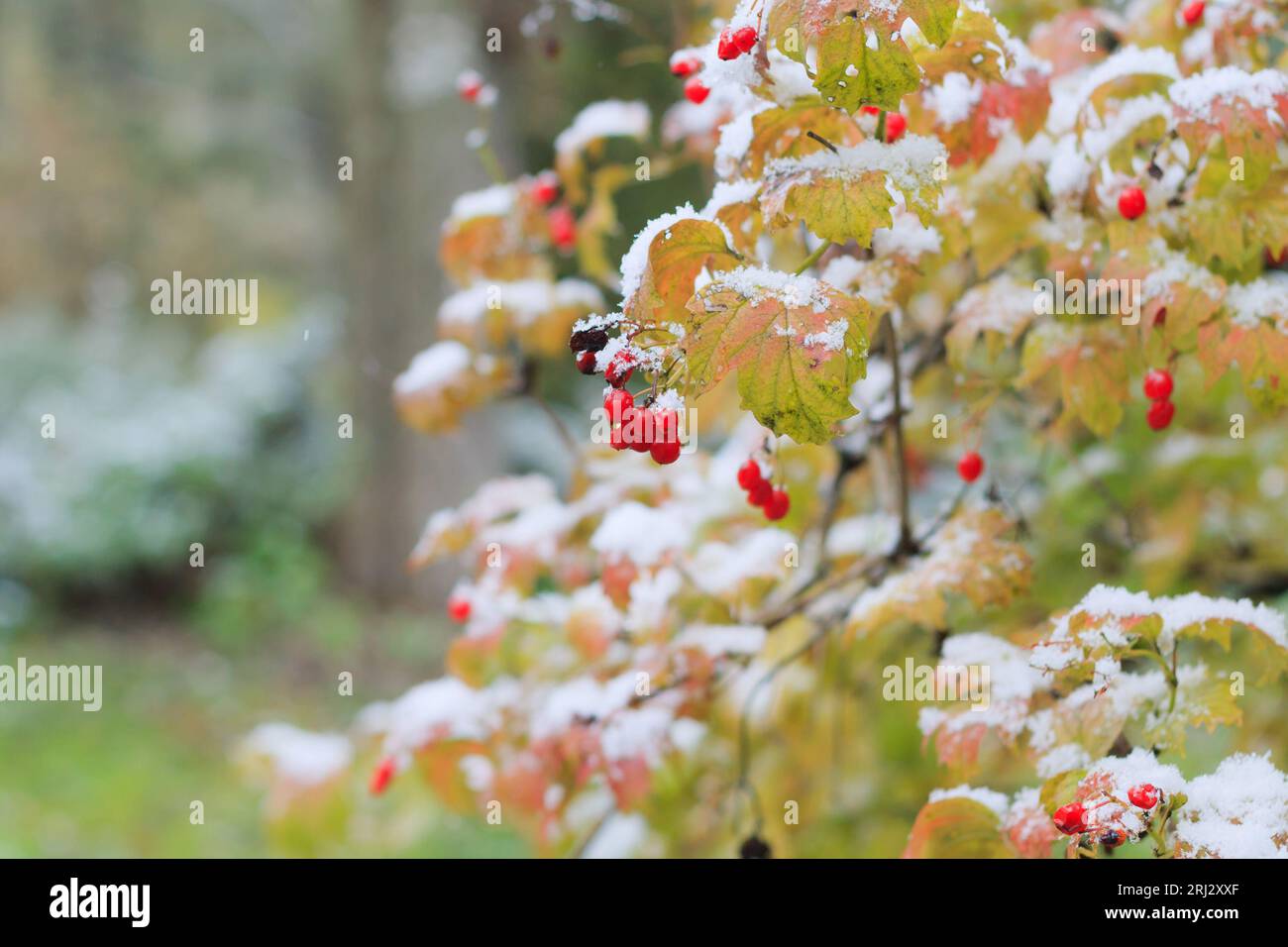 Red bunches of viburnum branches covered with the first winter snow ...