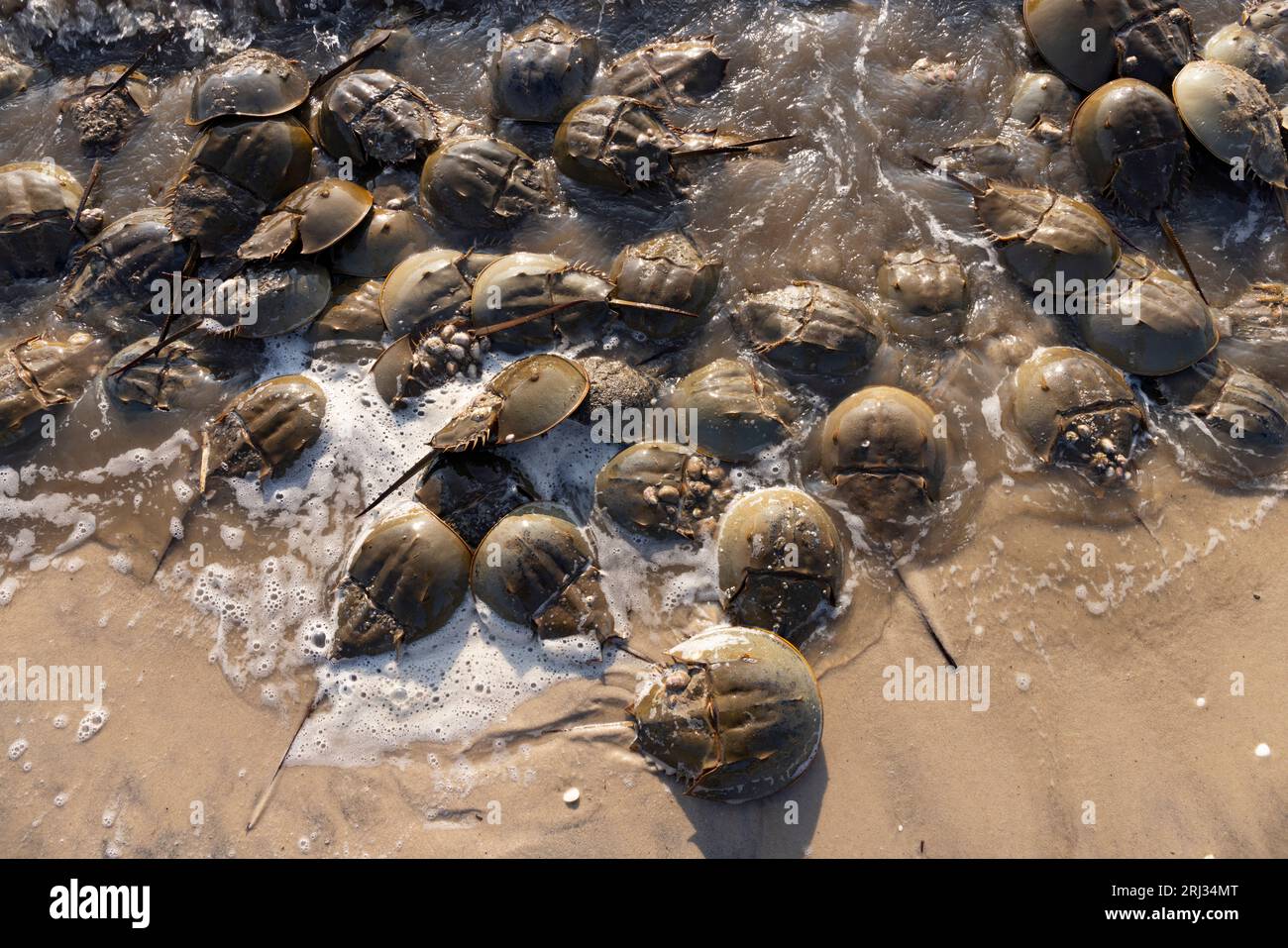 Horseshoe Crab Laying Eggs