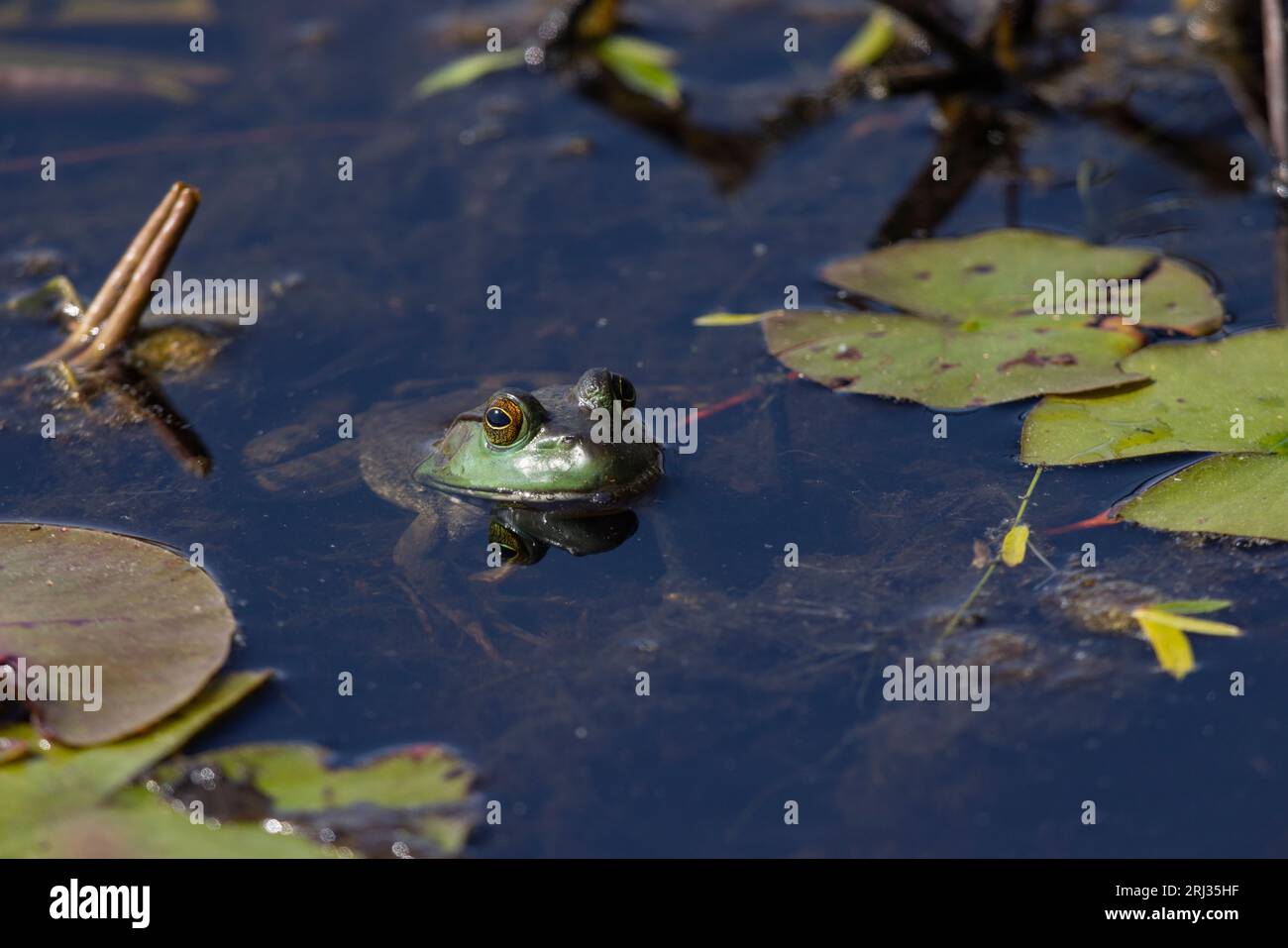 Green frog Lithobates clamitans, adult resting in pool, Cape May Bird Observatory, New Jersey, USA, May Stock Photo