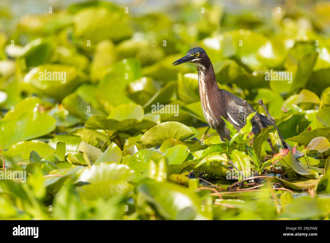 Green heron Butorides virescens, adult foraging amongst floating vegetation, Cape May Bird Observatory, New Jersey, USA, May Stock Photo