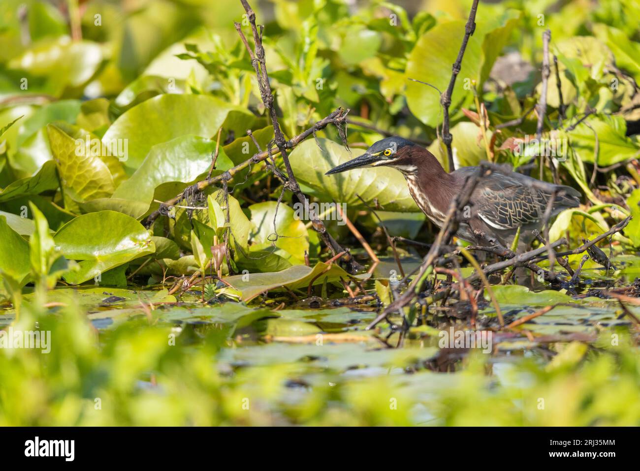 Green heron Butorides virescens, adult foraging on island, Cape May Bird Observatory, New Jersey, USA, May Stock Photo