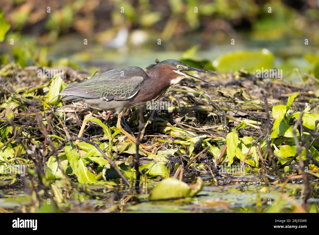 Green heron Butorides virescens, adult foraging on island, Cape May Bird Observatory, New Jersey, USA, May Stock Photo