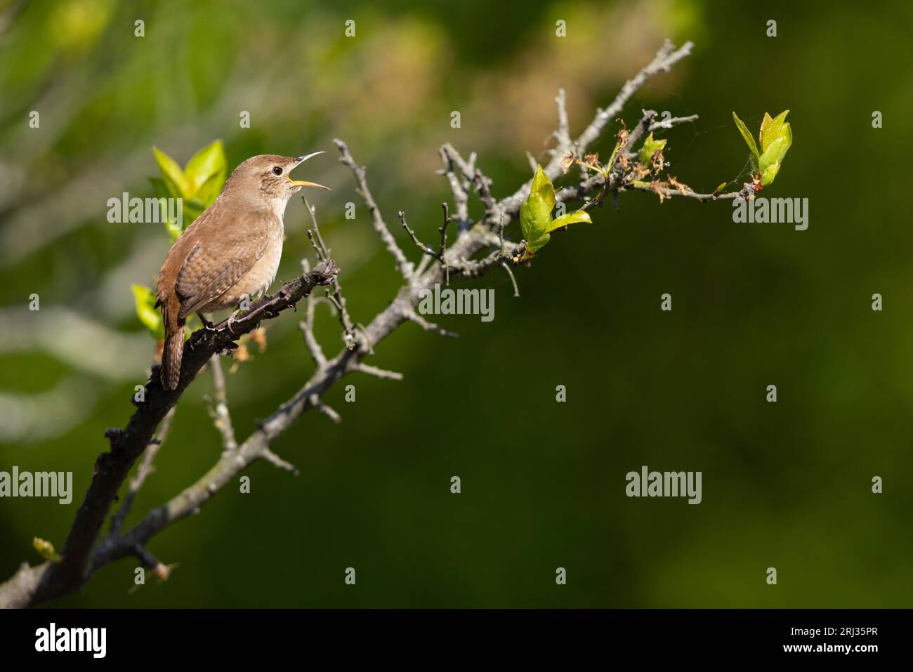 House wren Troglodytes aedon, adult singing from bush, Cape May Bird Observatory, New Jersey, USA, May Stock Photo
