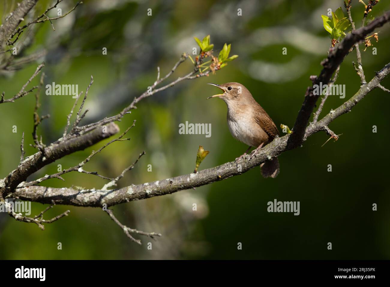 House wren Troglodytes aedon, adult singing from bush, Cape May Bird Observatory, New Jersey, USA, May Stock Photo