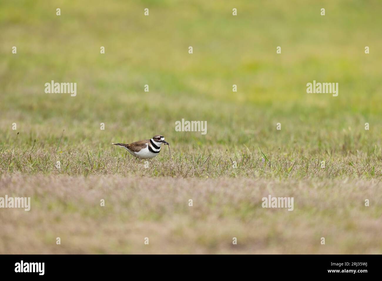 Killdeer Charadrius vociferus, adult foraging in short grassland, Cape May State Park, New Jersey, USA, May Stock Photo