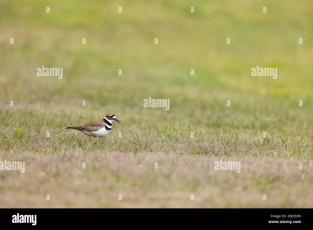 Killdeer Charadrius vociferus, adult foraging in short grassland, Cape May State Park, New Jersey, USA, May Stock Photo