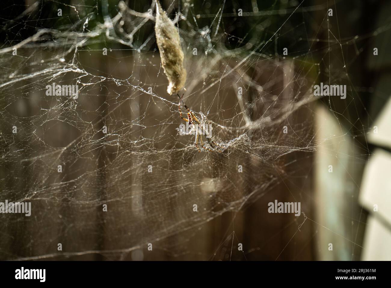 A scenic view of a complex spider web with a spider and its prey in a cocoon Stock Photo