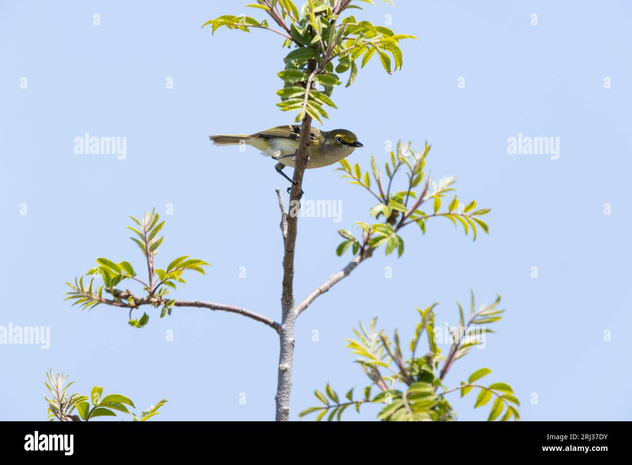 White-eyed vireo Vireo griseus, adult perched in scrub, South Cape May Meadows, New Jersey, USA, May Stock Photo