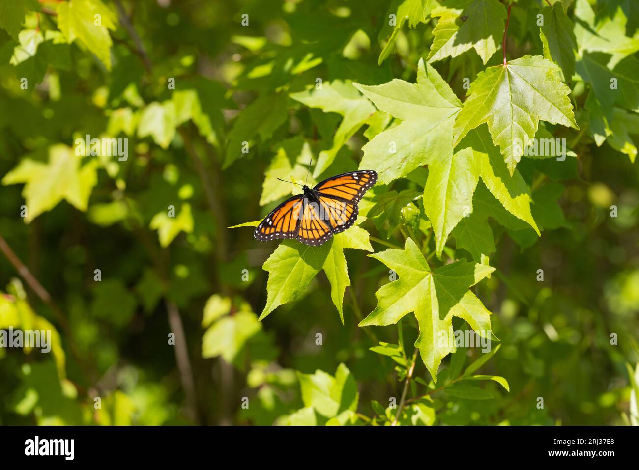 Viceroy Limenitis archippus, imago basking, Cox Hall Creek Wildlife Management Area, New Jersey