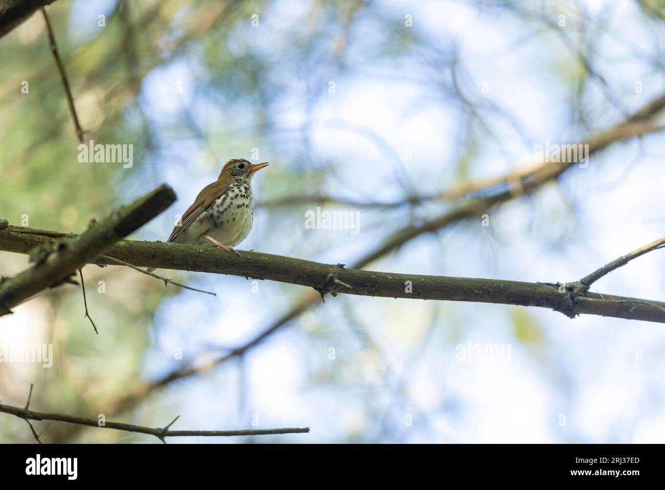 Wood thrush Hylocichla mustelina, adult perched in forest canopy, Belleplain State Forest, New Jersey, USA, May Stock Photo