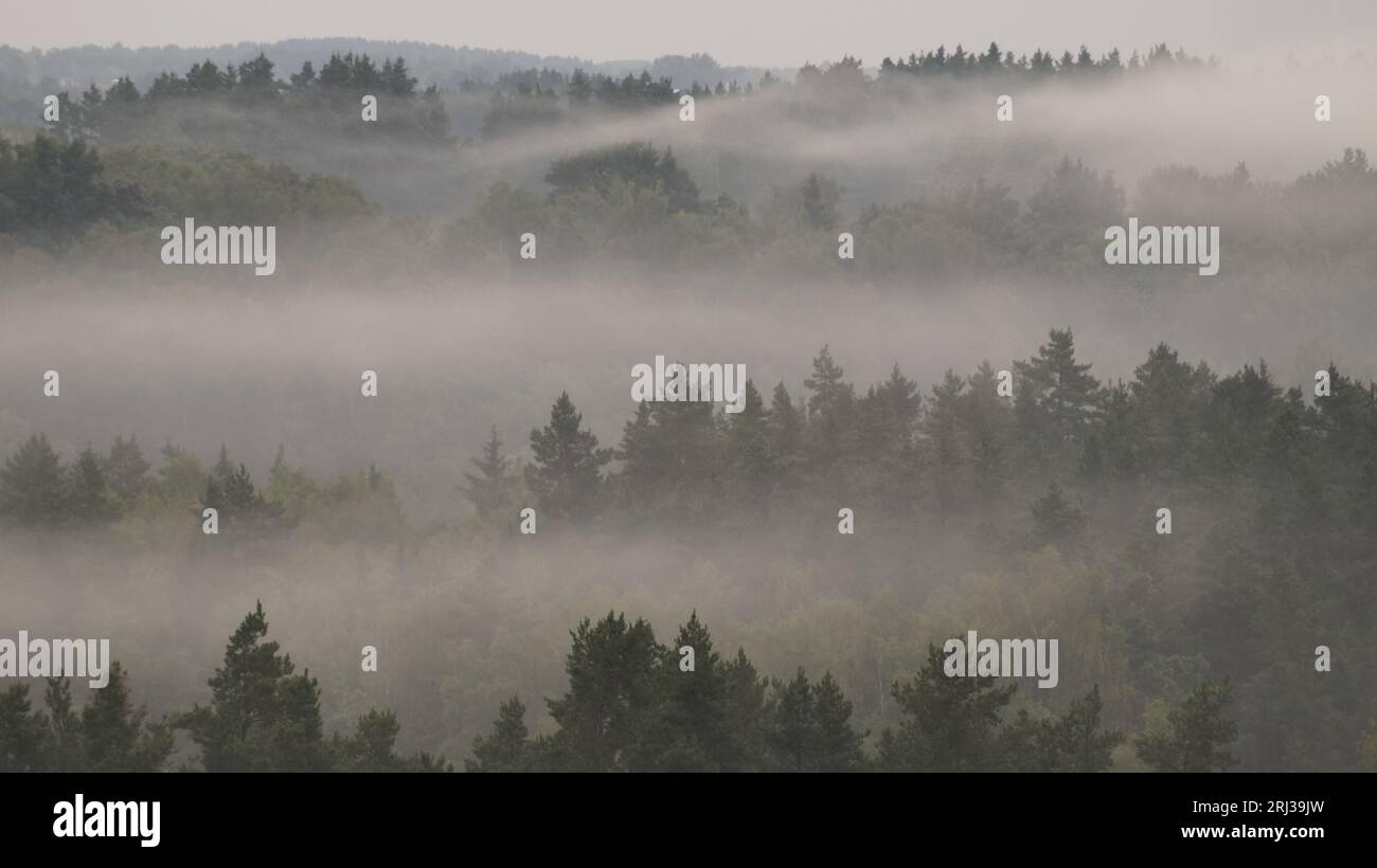 Drone over misty forest in hi-res stock photography and images - Alamy