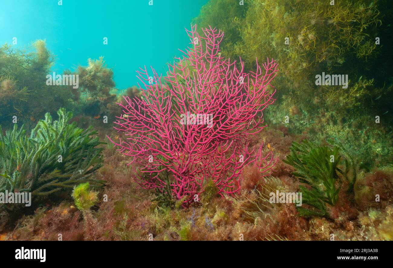 Leptogorgia sarmentosa colonial soft coral underwater in the Atlantic ocean, natural scene, Spain, Galicia Stock Photo