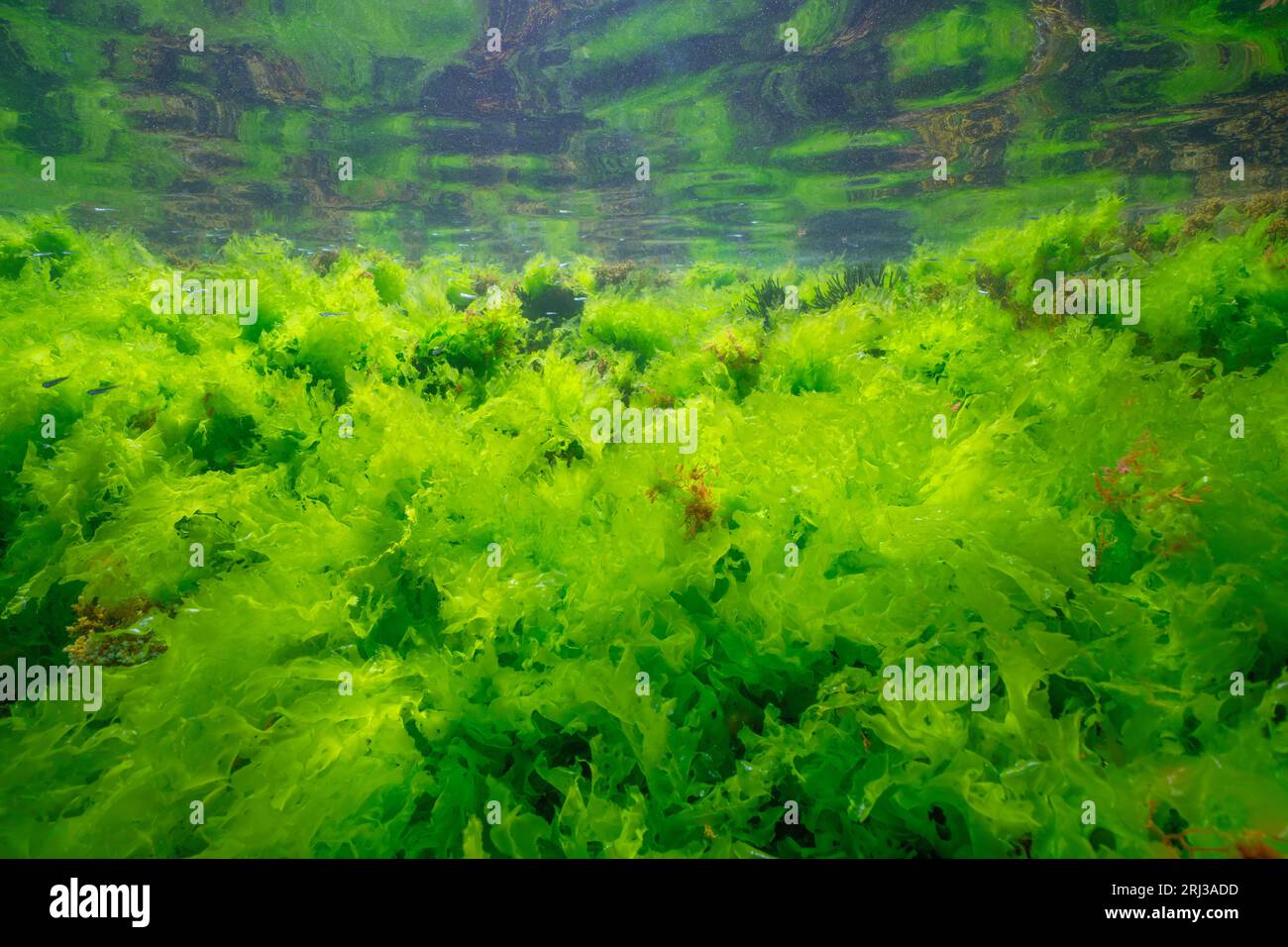Sea lettuce green algae underwater (Ulva lactuca seaweed) below water surface in the Atlantic ocean, natural scene, Spain, Galicia Stock Photo