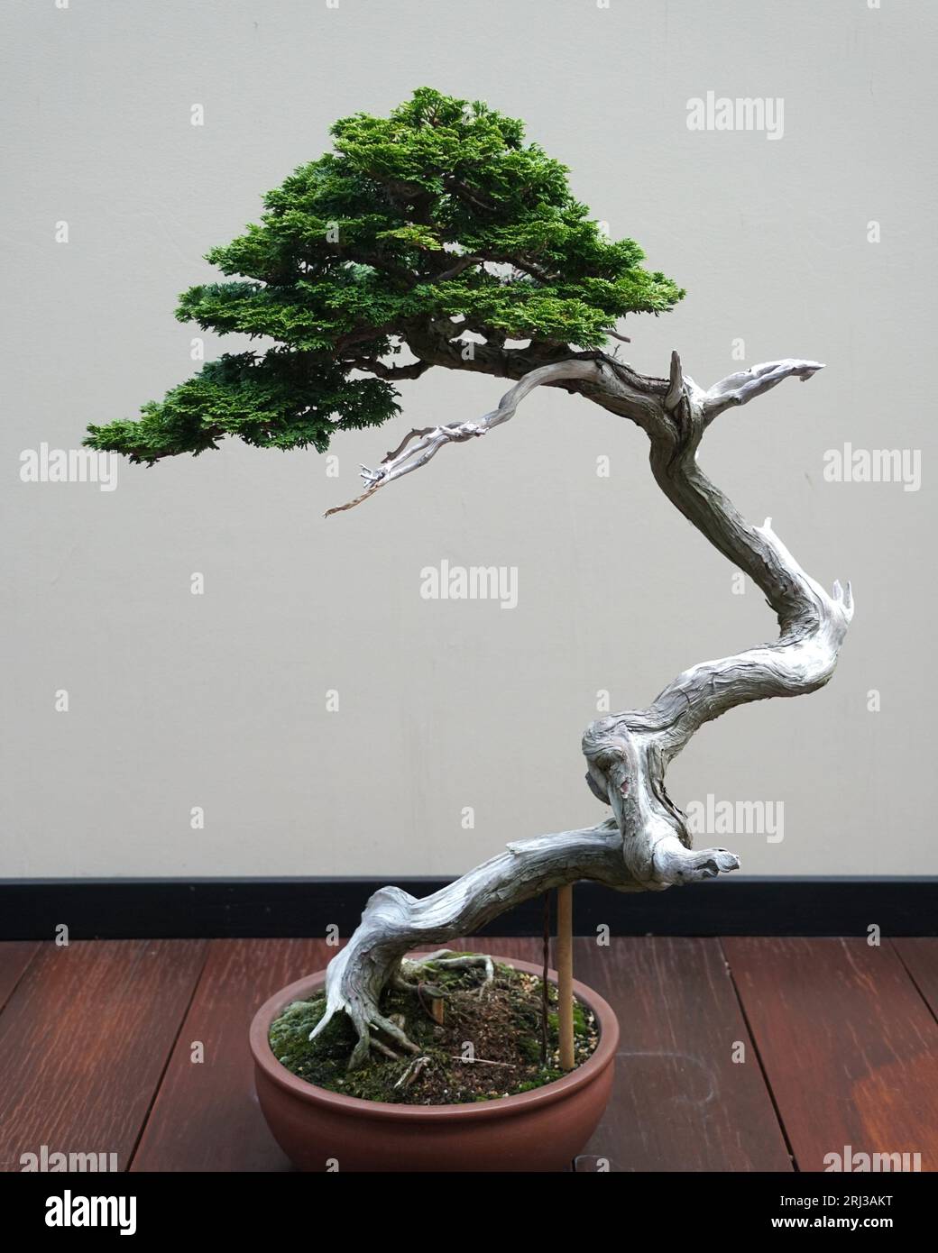 The green leaves and grey branch of Hinoki False Cypress bonsai tree inside a ceramic pot Stock Photo
