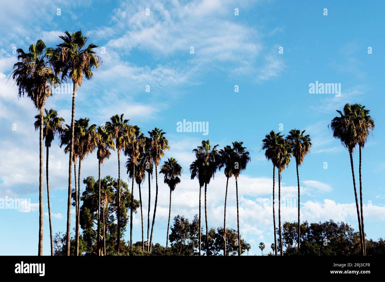 Group of California palm trees against blue sky and white clouds Stock Photo