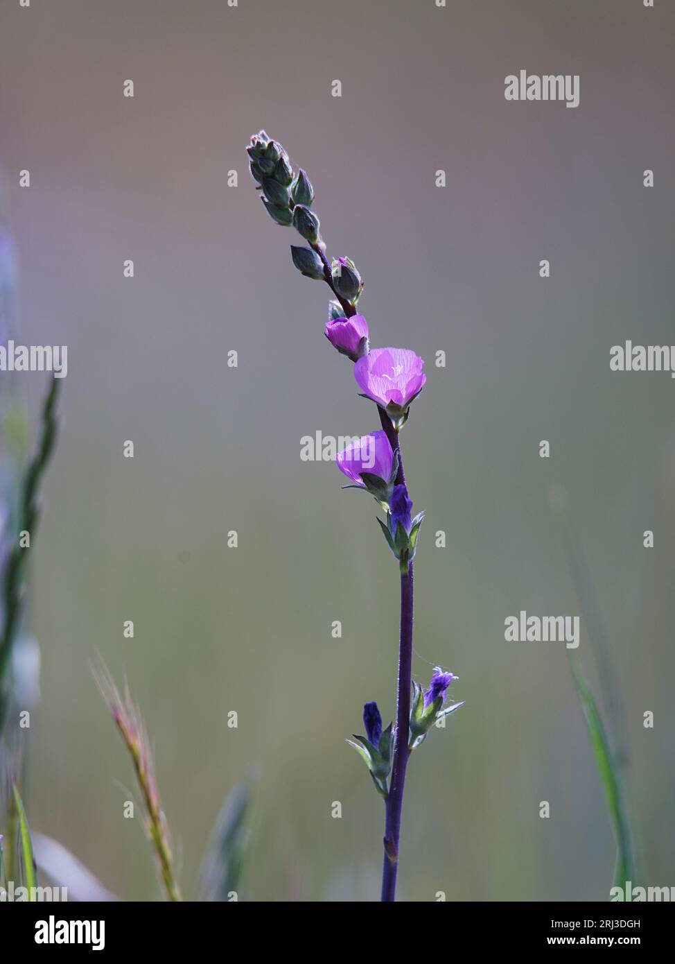 Lone stem of chaparral bush mallow flower against a bokey of foliag Stock Photo