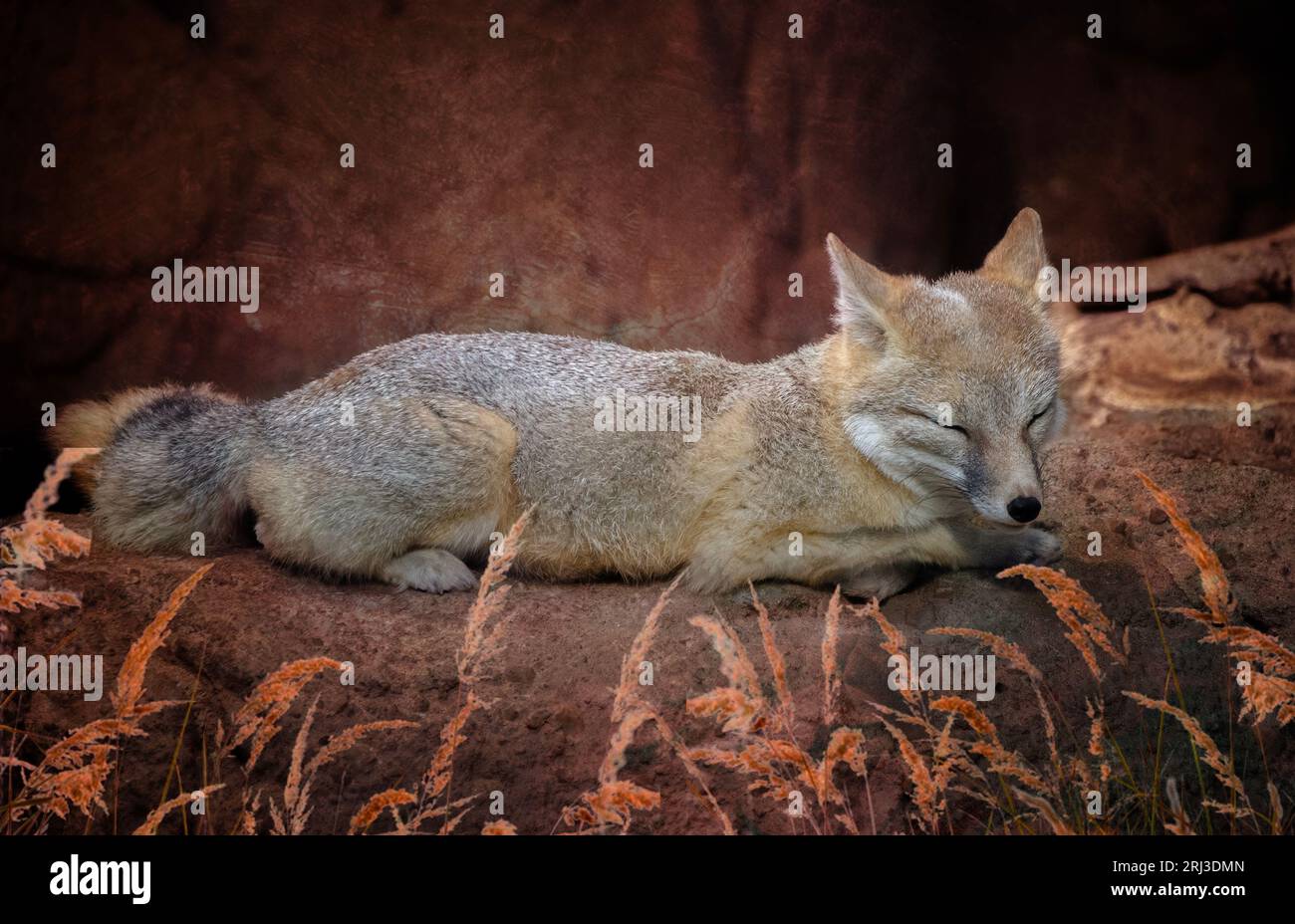 A close-up shot of a gray fox resting on a large rock, its eyes closed Stock Photo