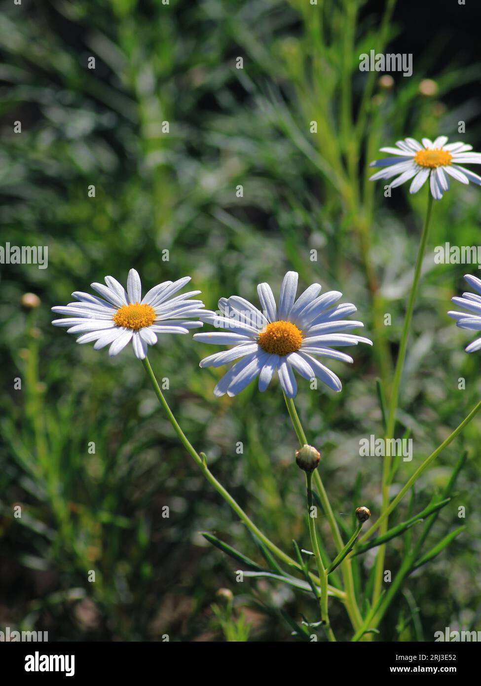 Yellow centered white flower hi-res stock photography and images - Alamy