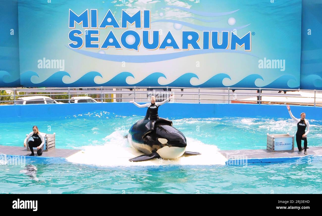 Killer whale Lolita performs with trainers at Miami Seaquarium in Key