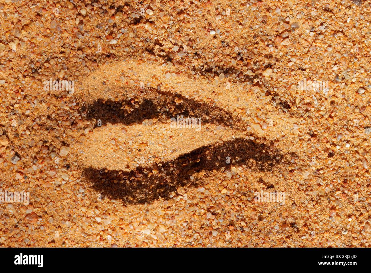 Hoof imprint of an African antelope in soft sand Stock Photo
