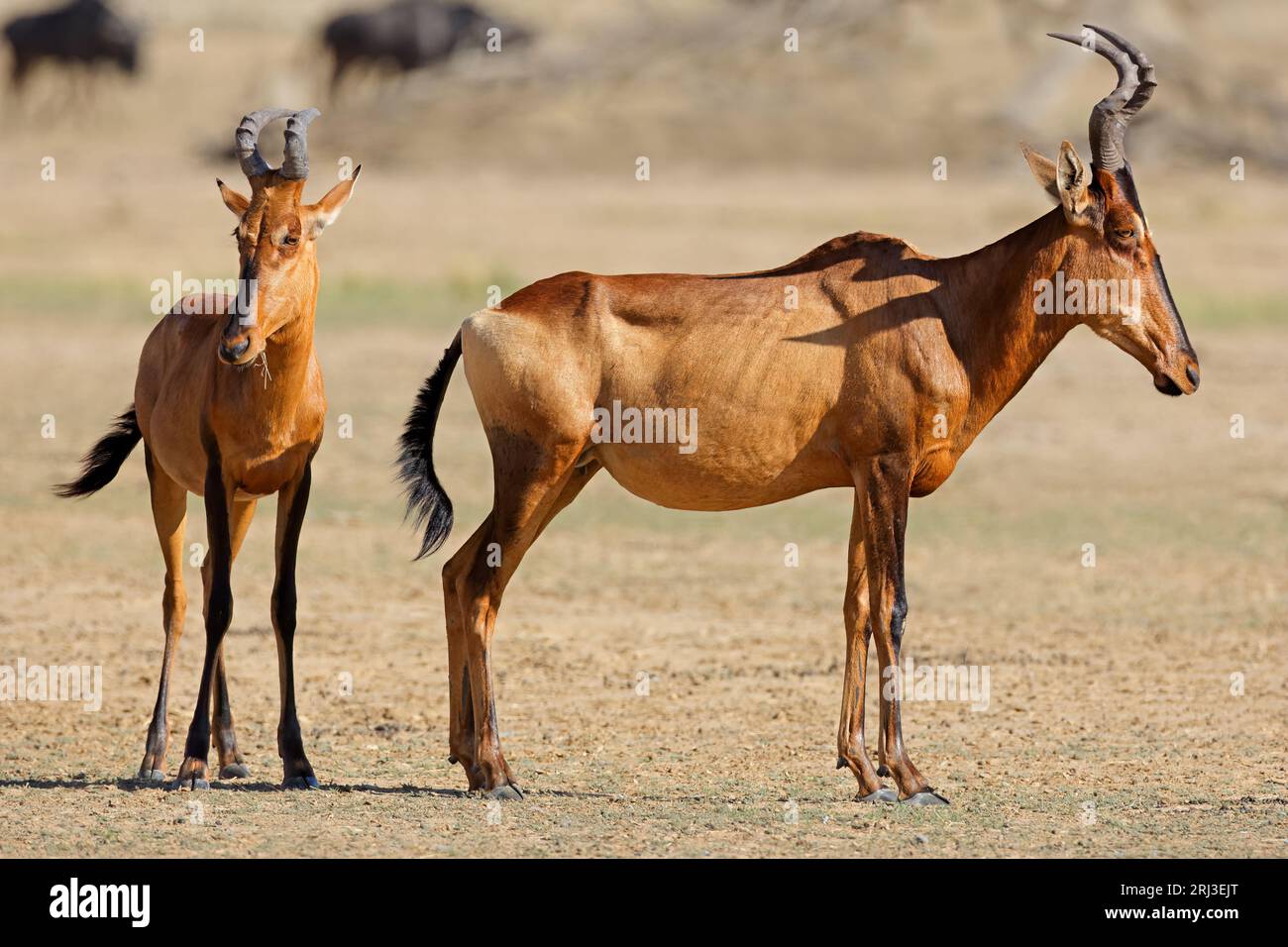 Hartebeest antelopes hi-res stock photography and images - Alamy