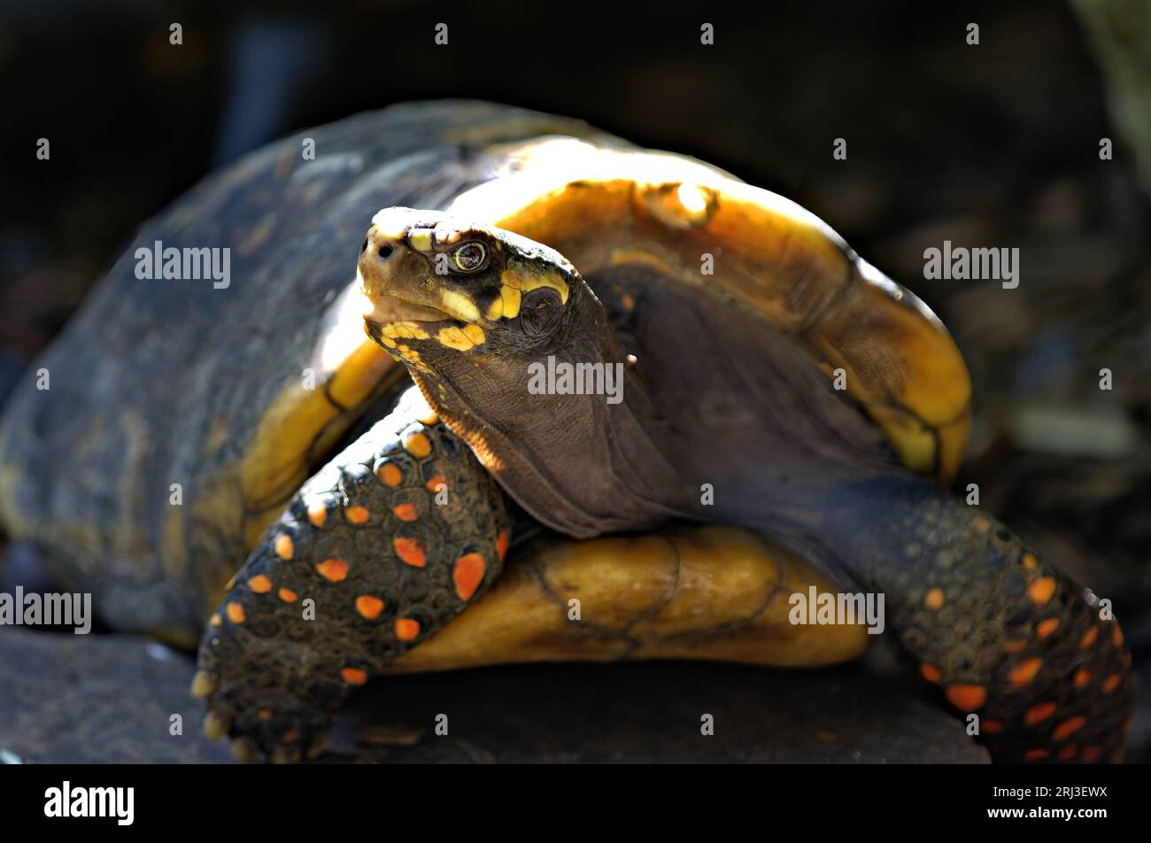 Turtle Tu Tuttle hi-res stock photography and images - Alamy