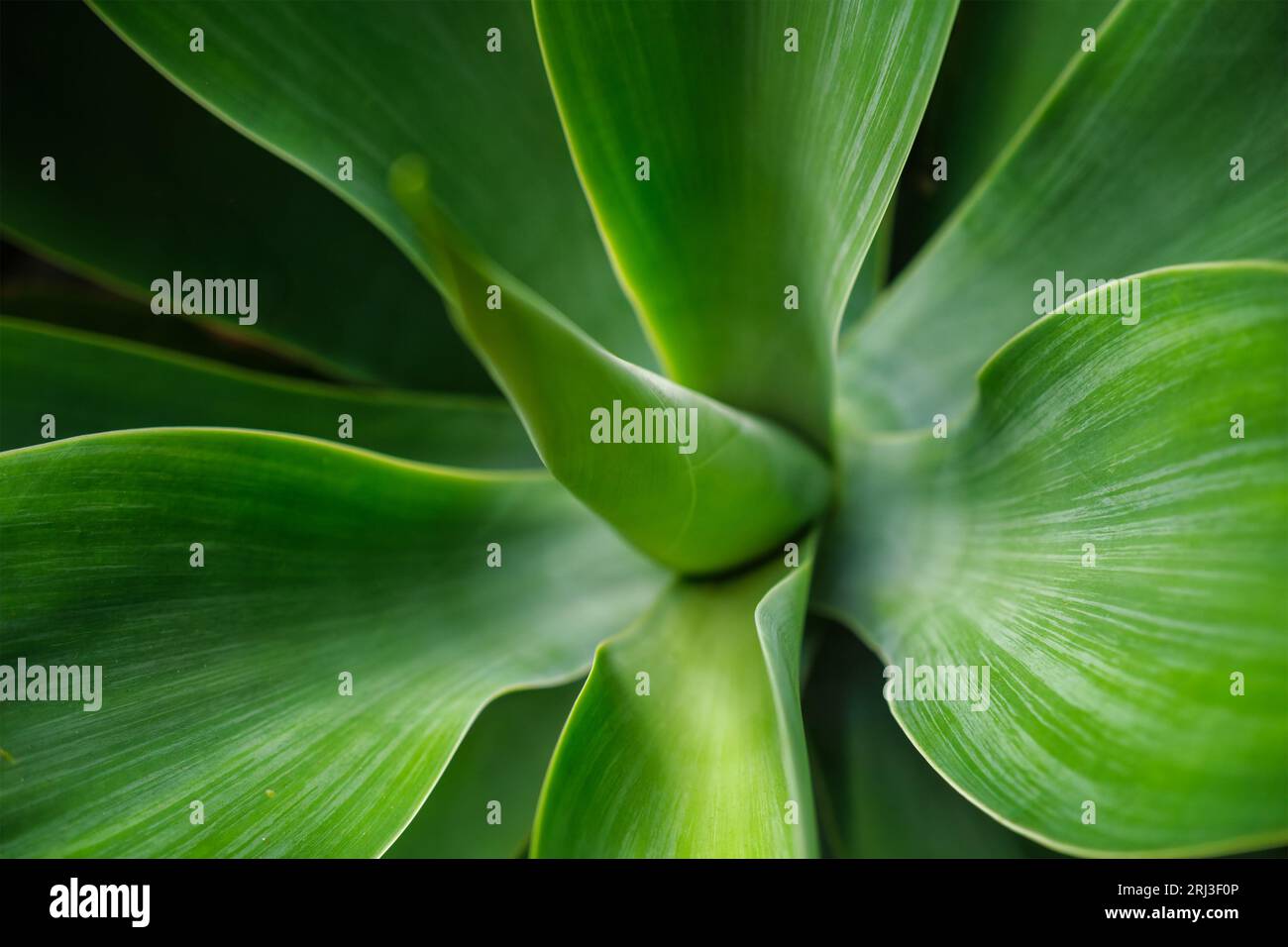 Agave attenuata aka foxtail agave or lion's tail agave leaves Stock