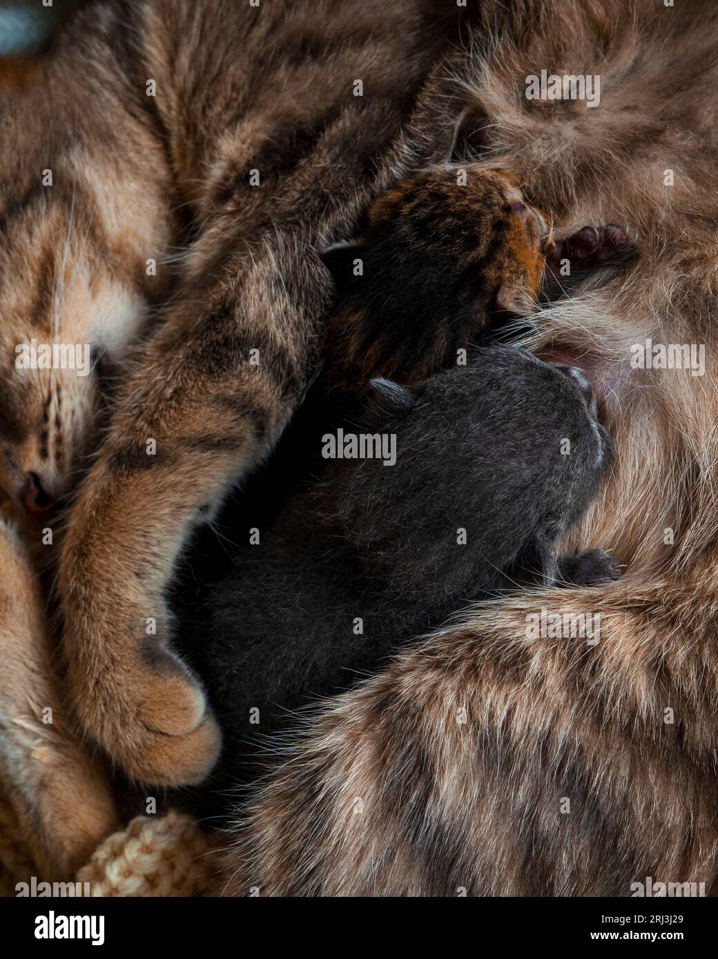 A mother cat lovingly nursing her two newborn kittens, cuddled sideby
