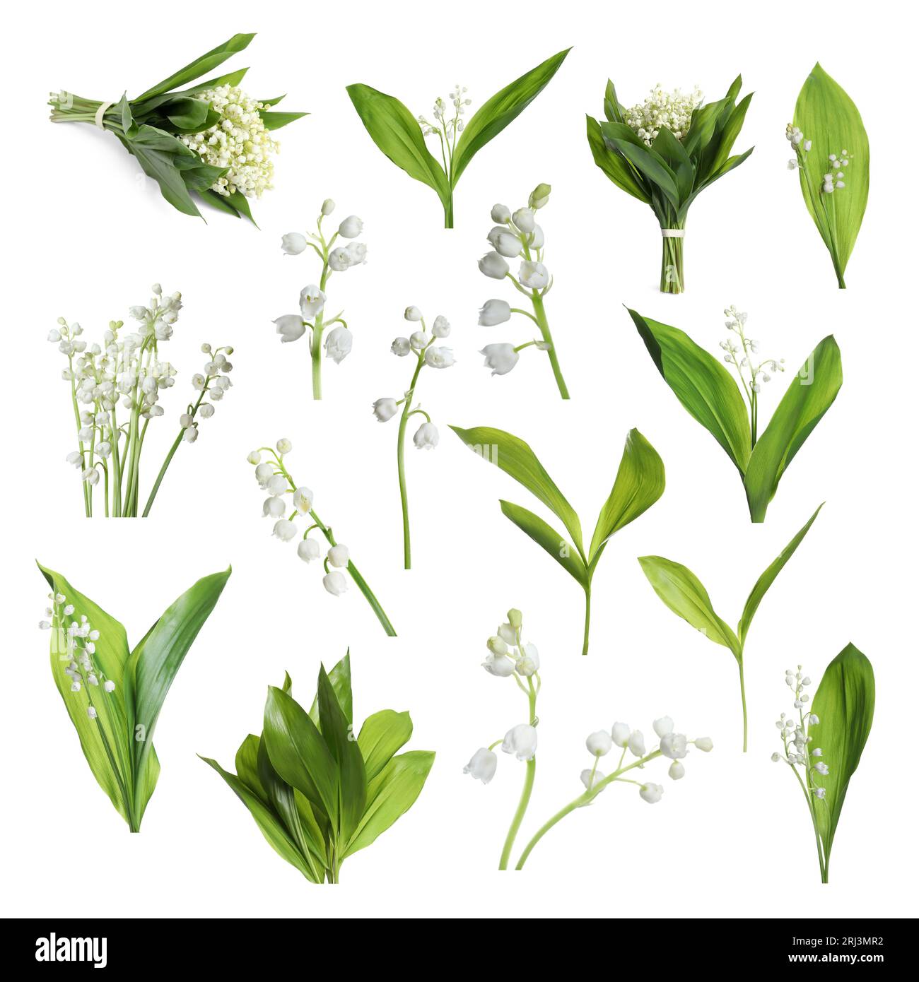 Set of beautiful lily of the valley flowers with green leaves on white ...