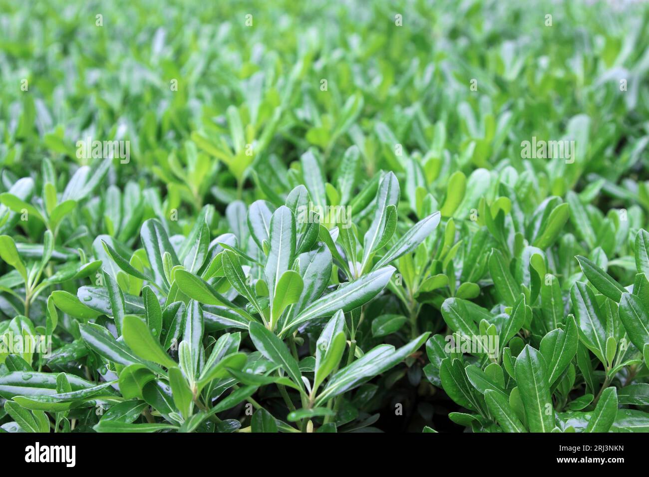 green plants -- pittosporum in a park, china Stock Photo