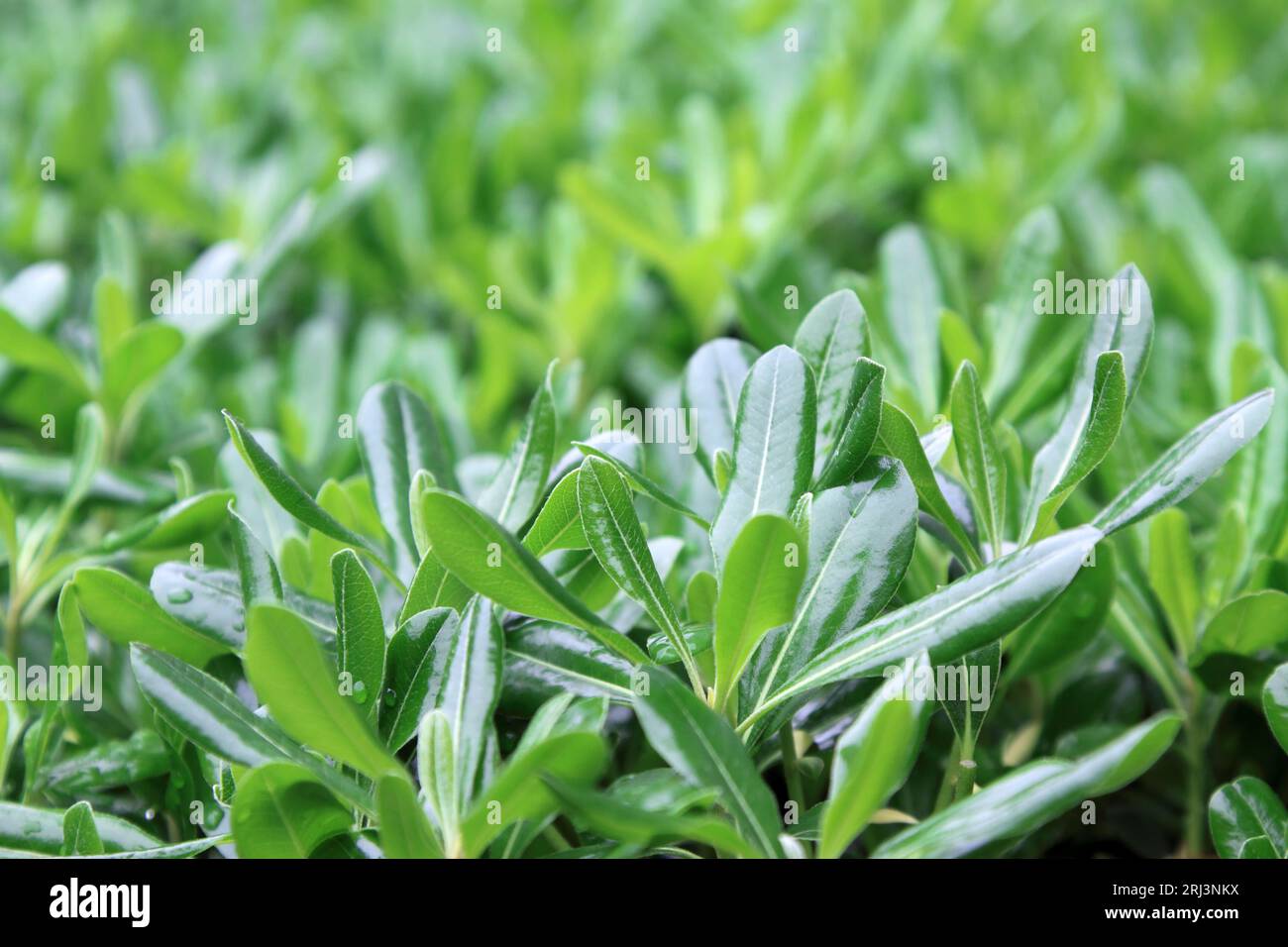 green plants -- pittosporum in a park, china Stock Photo