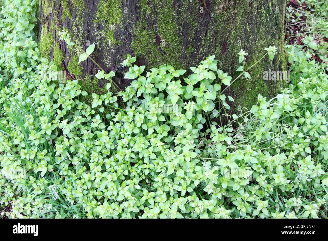 Green weed growing around hi-res stock photography and images - Alamy