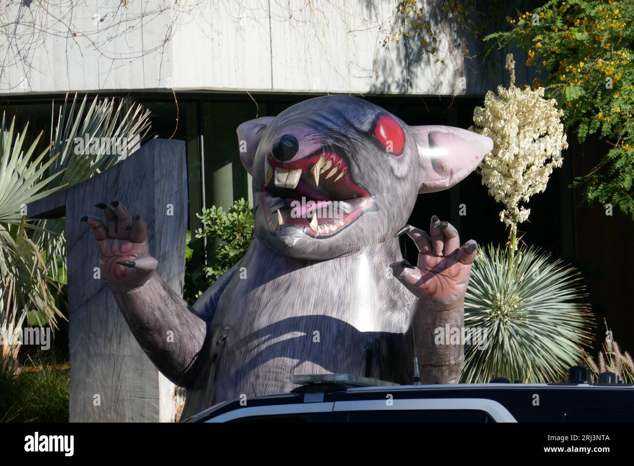 A rat king hi-res stock photography and images - Alamy