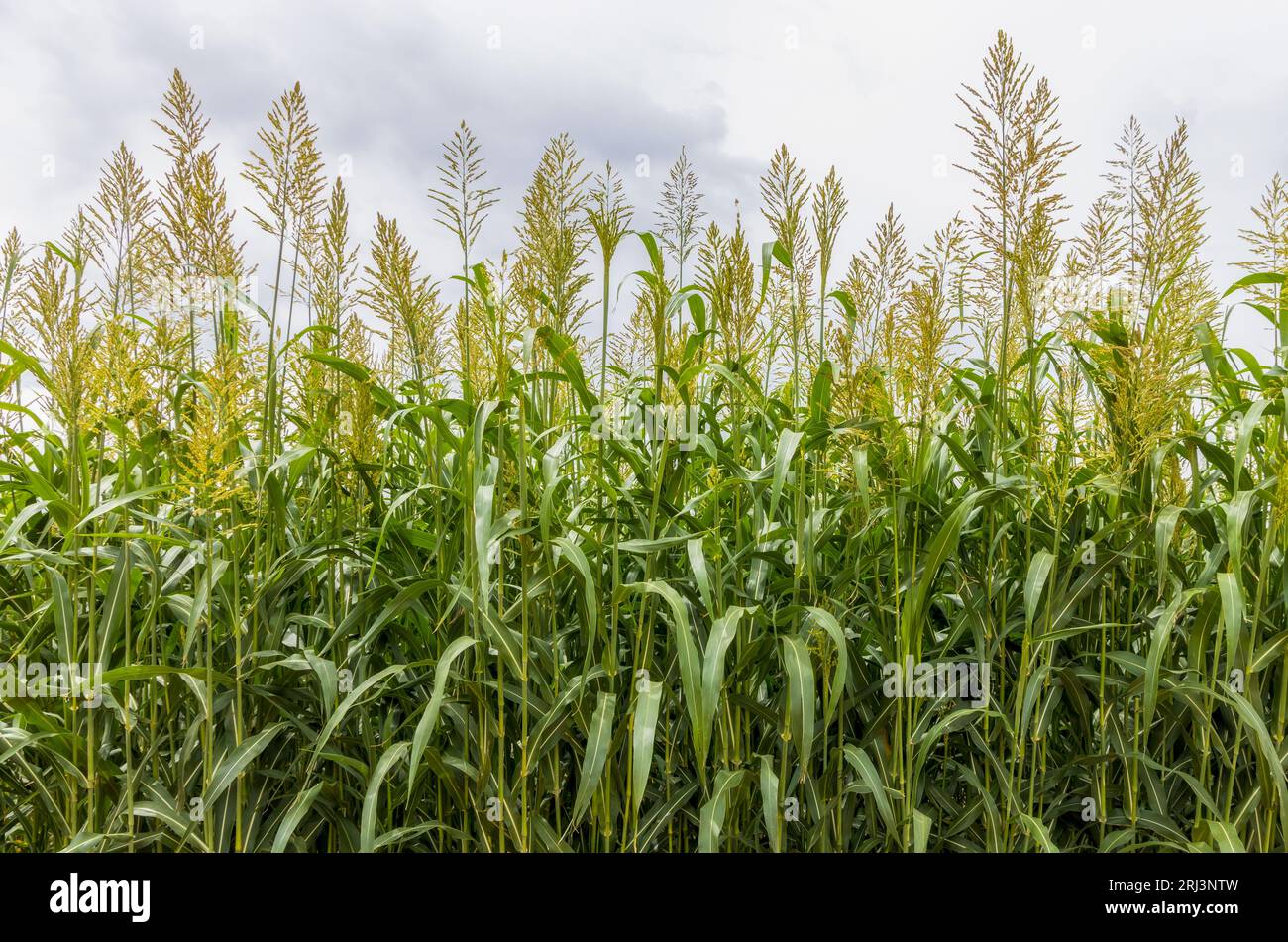 Green sorghum crop in the field of Colorado Stock Photo