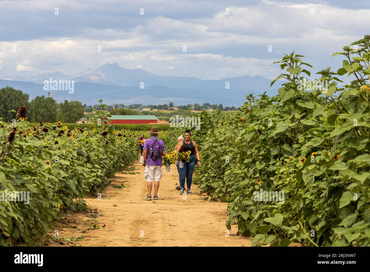 Longmont, Colorado - August 12, 2023: Sunflowers for sale growing on a farm with people cutting and buying the Sunflowers of their Choice Stock Photo