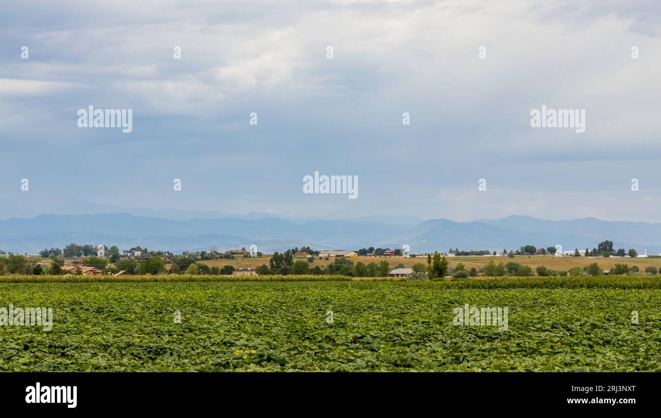 Summer rural landscape panorama with a field and cloudy sky in Colorado Stock Photo