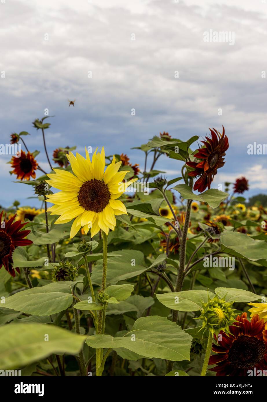 Sunflowers at the peak before harvest in Colorado Stock Photo