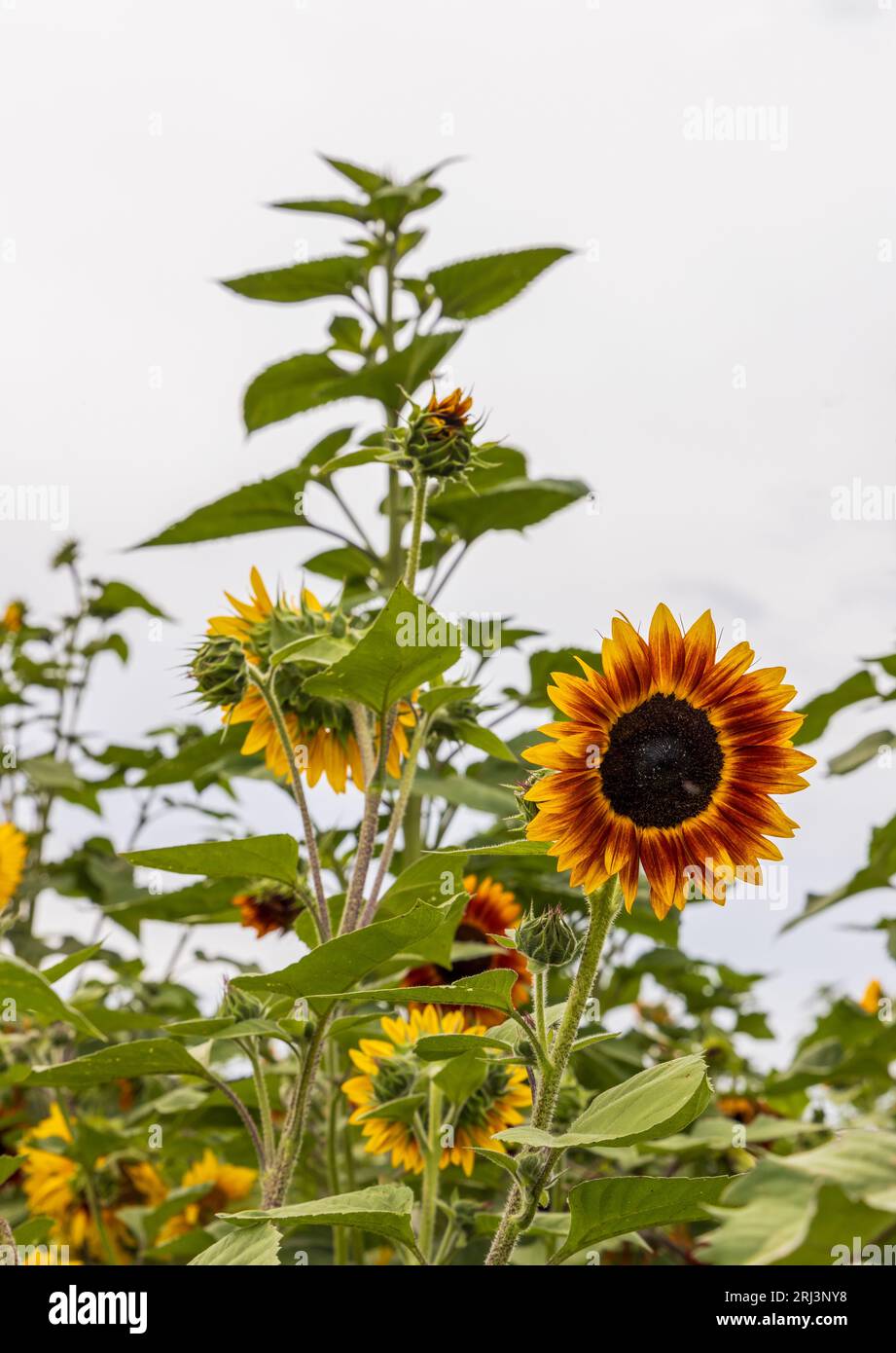 Sunflowers at the peak before harvest in Colorado Stock Photo