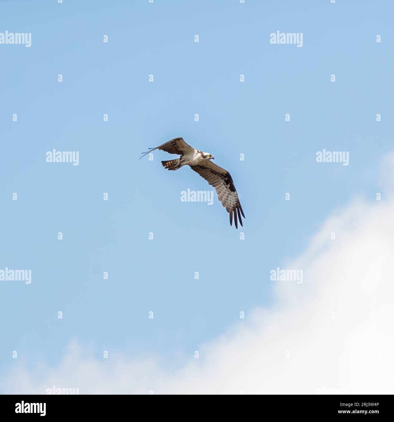 A majestic osprey soaring through the blue sky on a sunny day Stock ...