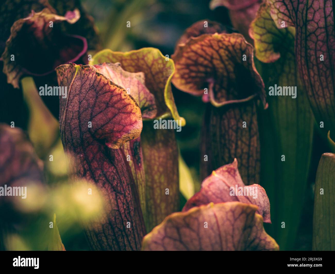 Trumpet pitcher plants hi-res stock photography and images - Alamy