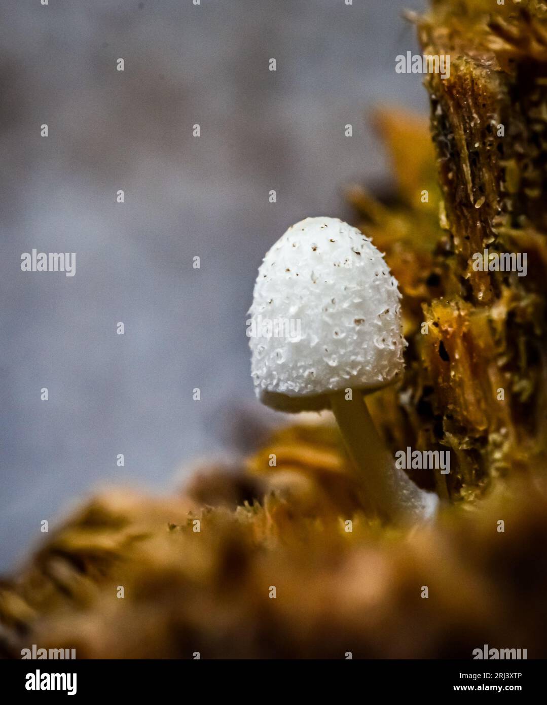 A single white Raincoat mushroom on a piece of weathered wood, illuminated by natural light Stock Photo