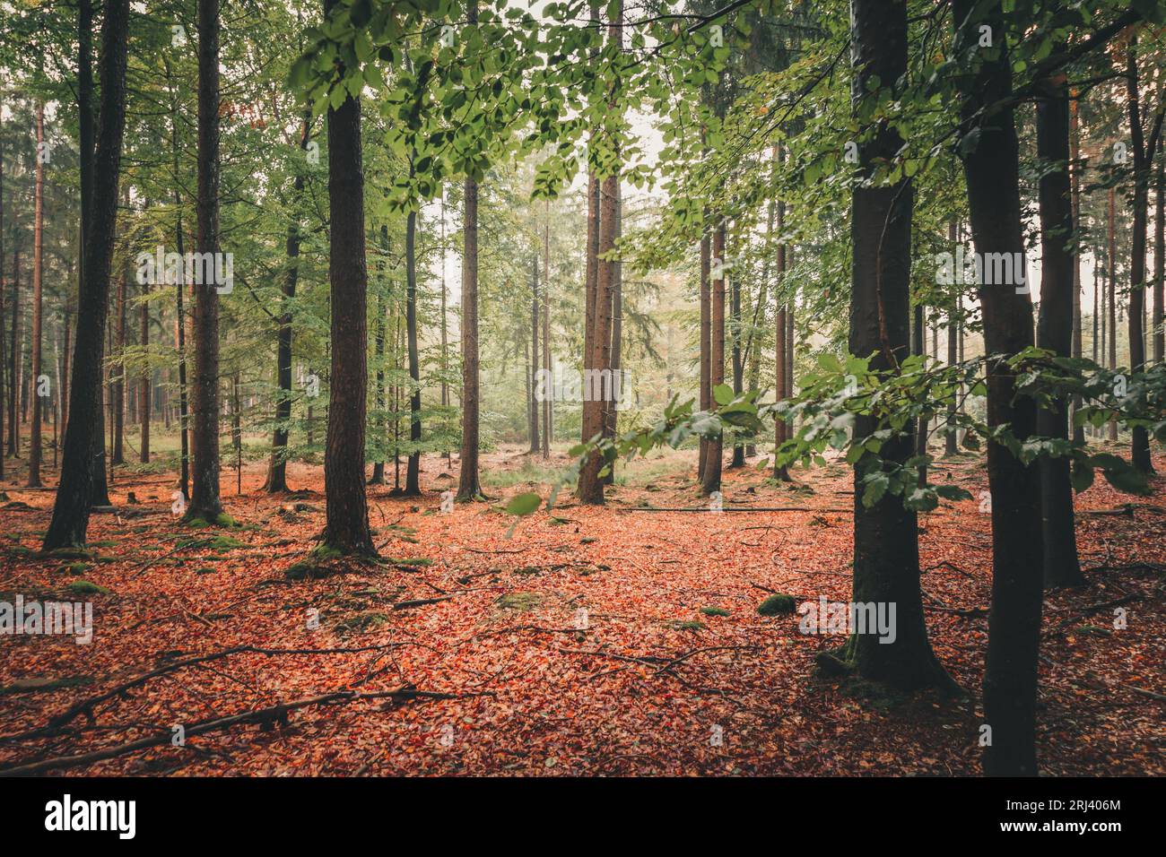 A picturesque forest with a large canopy of lush green foliage Stock ...