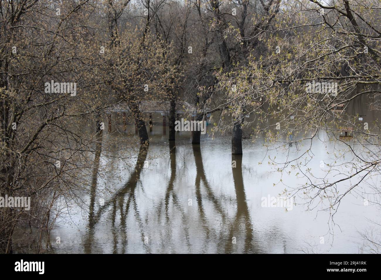A serene image of a Minnesota lake, featuring flooding trees and their peaceful reflections on the water's surface Stock Photo