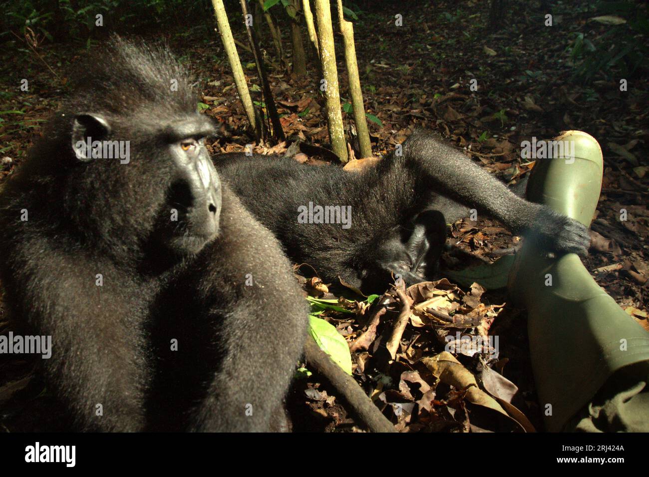 Sulawesi black-crested macaques (Macaca nigra) are showing friendly behaviors toward human as they are being photographed while sitting on the ground in Tangkoko forest, North Sulawesi, Indonesia. Climate change, disease, and unsustainable human activities are the main threats to primates, according to scientists. They have also warned that ecotourism and research, despite contributing in positive ways to primate conservation, have the unintended consequences of exposing wild primates to human pathogens, besides gradually changing their behavior. Stock Photo