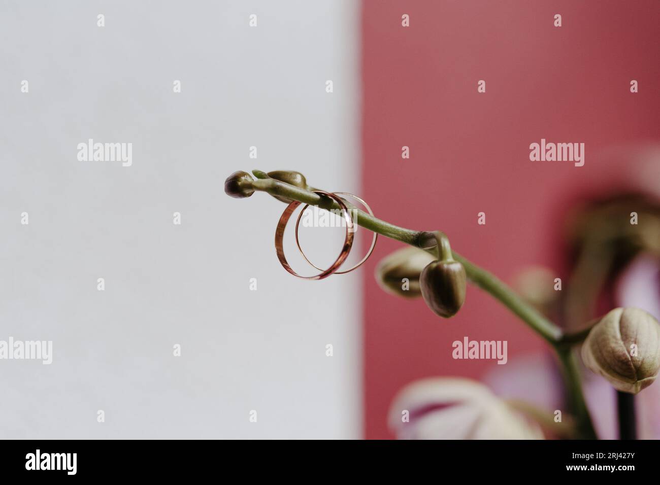An isolated close-up image of two golden rings resting atop a thin orchid stem Stock Photo