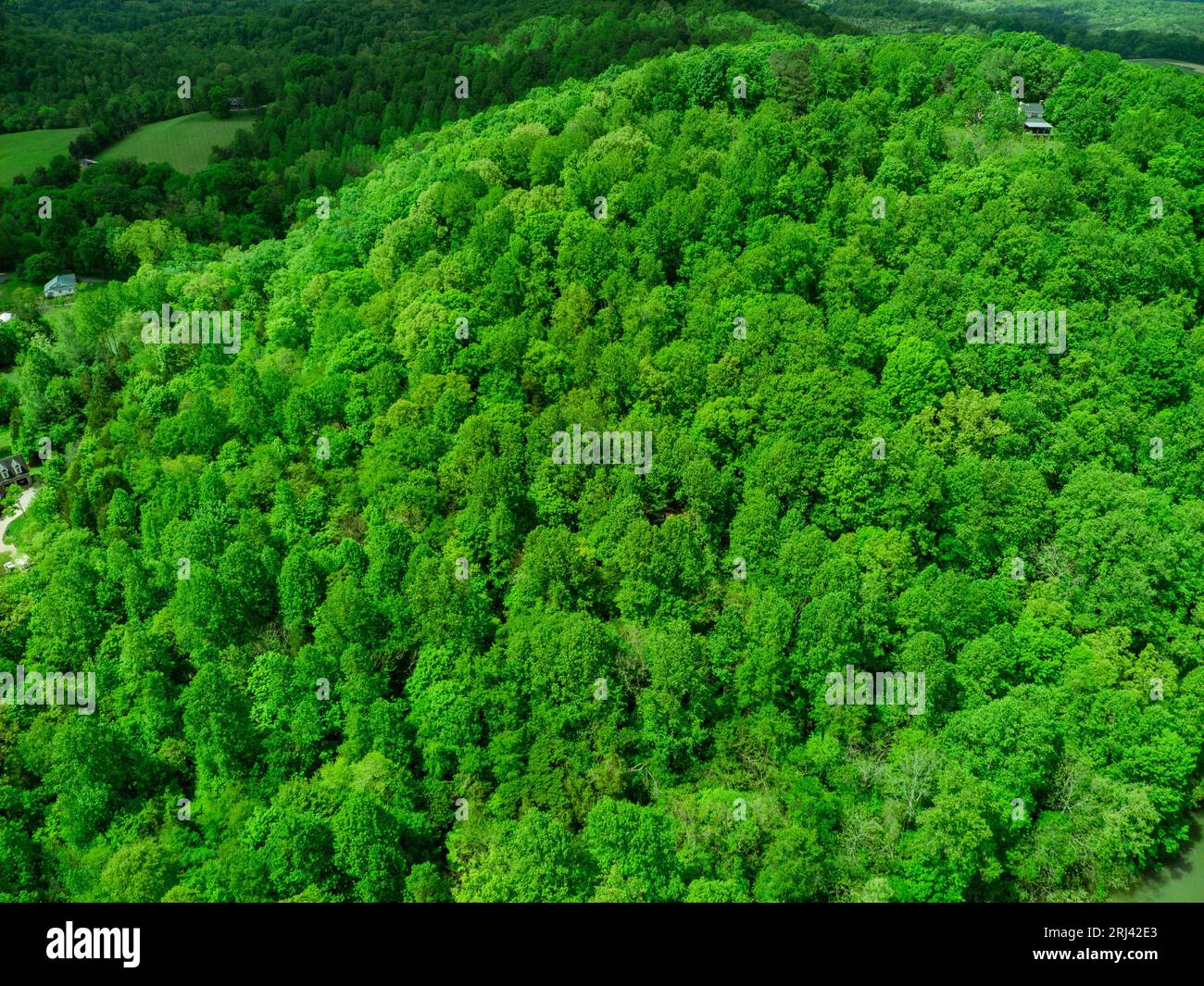Aerial view of a lush green forest in summer, with tall trees and ...