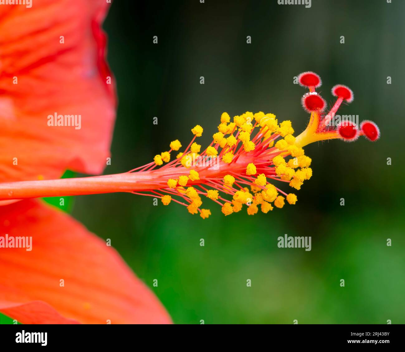 Closeup and macro photography hi-res stock photography and images - Alamy