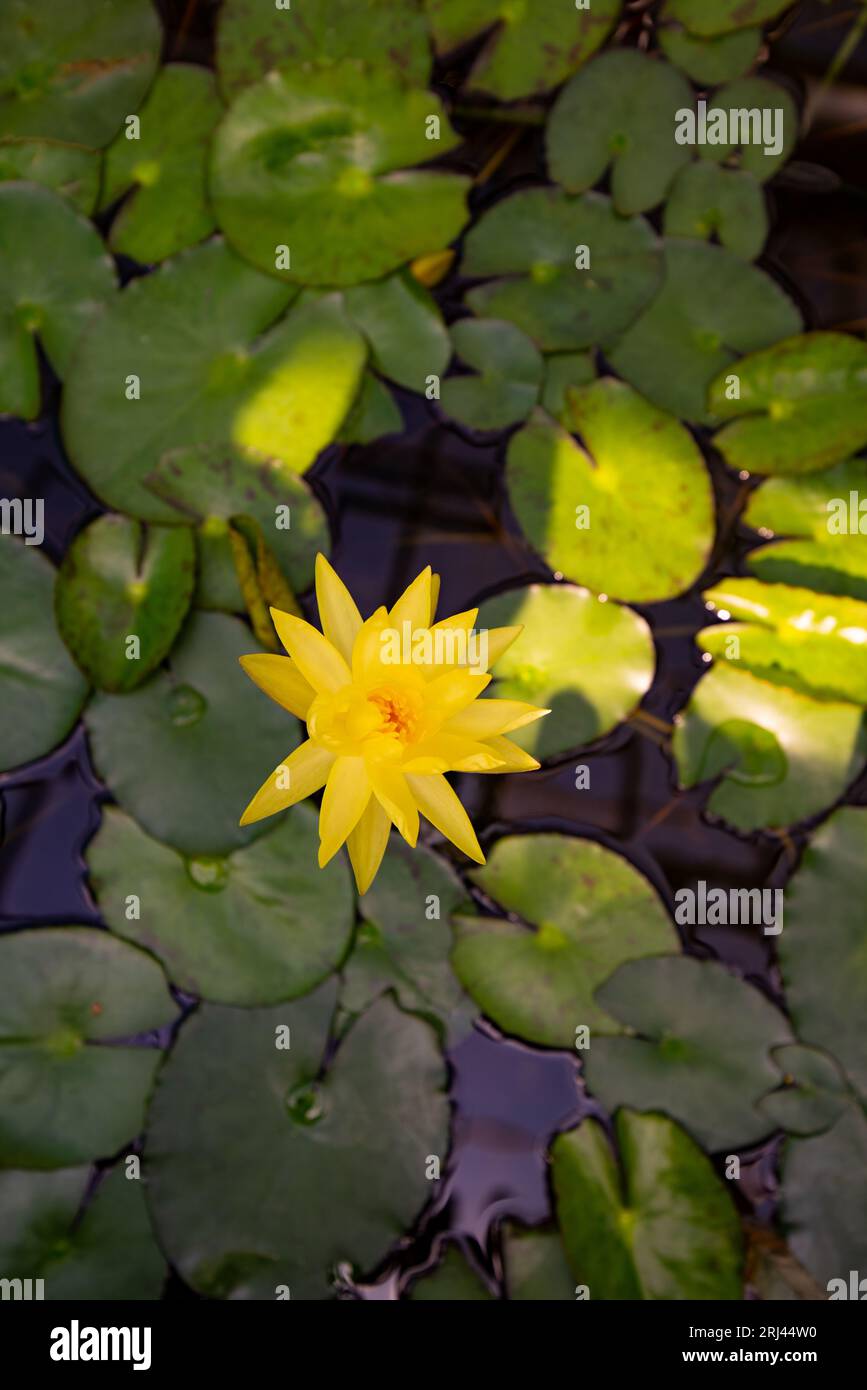 A vibrant yellow flower in a tranquil body of water, surrounded by lush