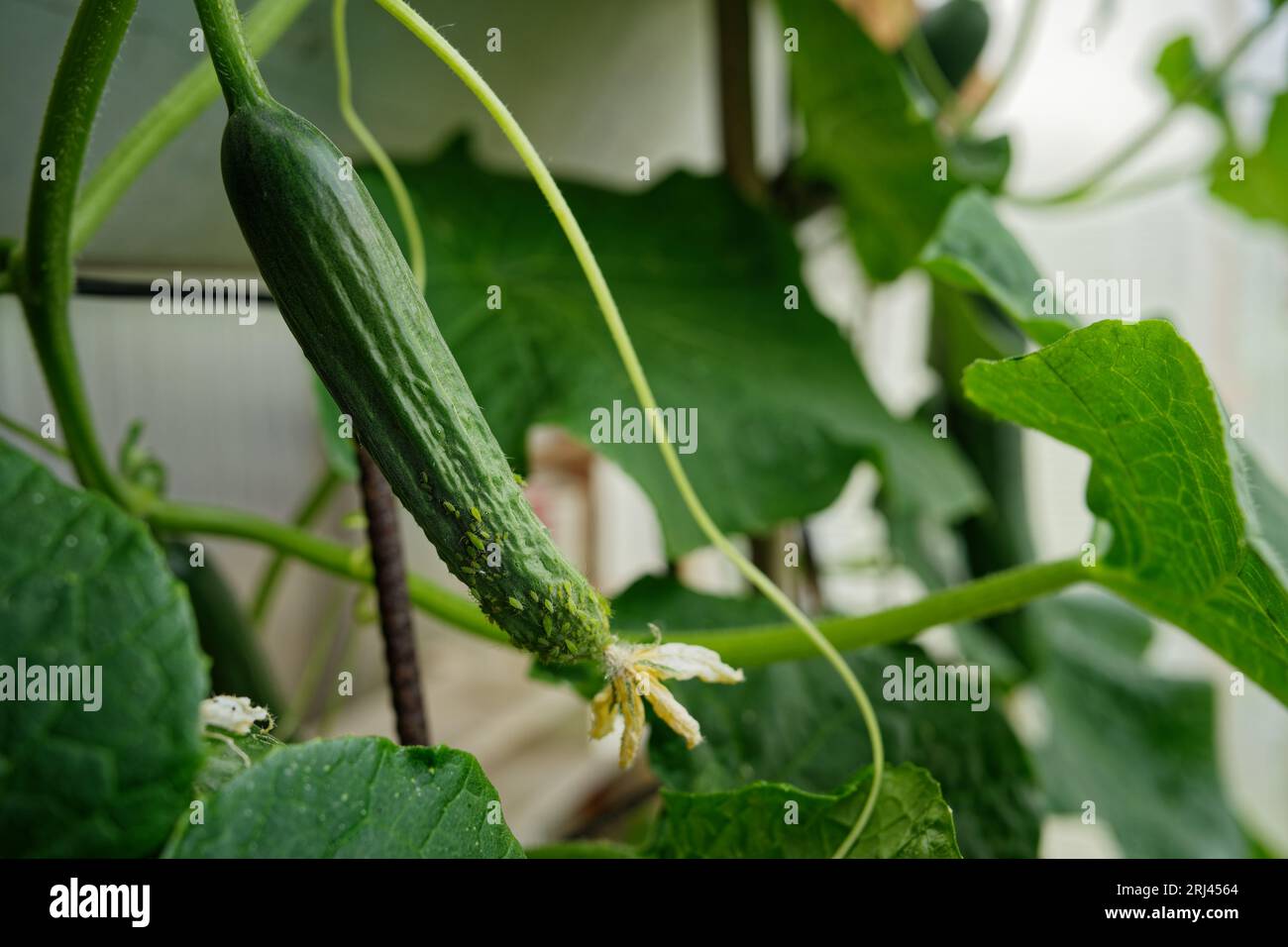 A close-up of a cucumber being infested with pests in the greenhouse Stock Photo